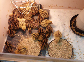 Jumbo quail  chick's and white buttons