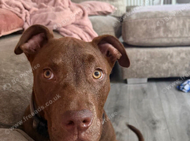 Rehome
