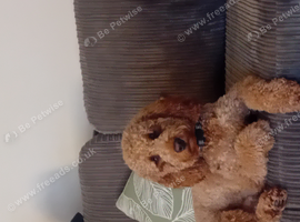 Teddy