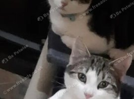 Kittens