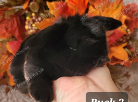 Stunning pure bred mini lop bunnies available