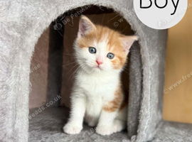 Scottish Straight Ginger Boy