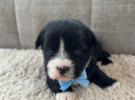 beautiful shihtzu pups