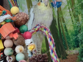 Freya, will only be sold to someone who has a cockatiel already