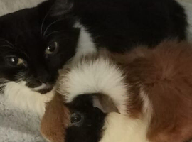 Black and White Ragdoll Cat