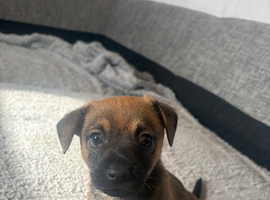 Puppies for sale