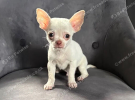 Chihuahua puppy&rsquo;s ready now