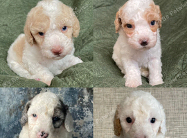 Stunning Cavapoo pups