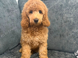 Poodle
