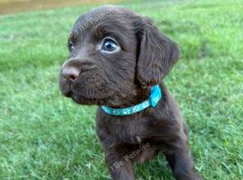 Beautiful F2 Sprocker Spaniel Puppies