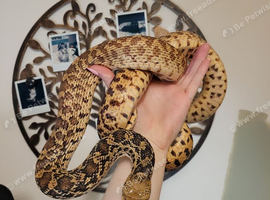 Female bullsnake