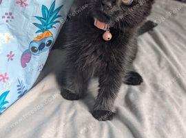 4 kittens