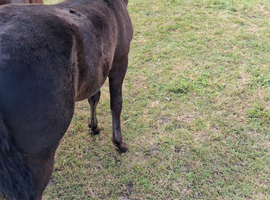 Black cob x filly foal