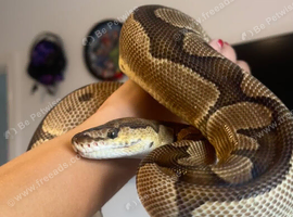 Royal pythons