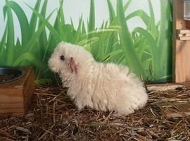 Peruvian, Sheltie & Alpaca baby boars