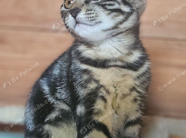 Adorable Bengal cross Kittens