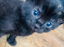 Beautiful grey/black with blue eyes British long haired kittens