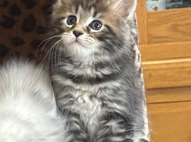 Stunning tica registered polydactyl maine coons