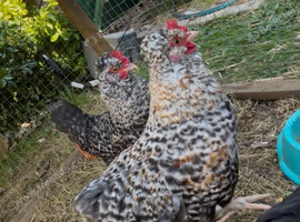Two rooster