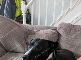 Staffy cross lab