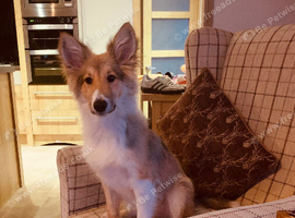 6 month old puppy