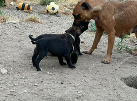 2 staff puppy&rsquo;s READY NOW