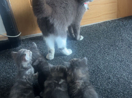 4 beautiful kittens looking for their forever home