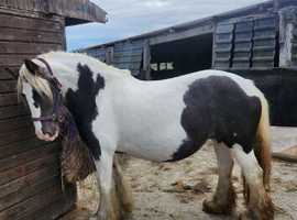 Irish Traditional Cob Mare