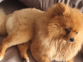 pomeranian called teddy for stud