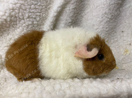 2 girl baby teddy guineapigs