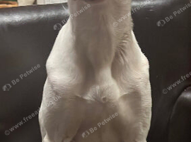 Loving 1 year old boy lurcher called max