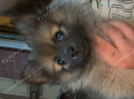 Pomerian for sale
