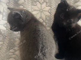 Two amazing little kitties looking for there forever loving homes