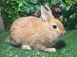 Pure breed Netherlands dwarf orange female
