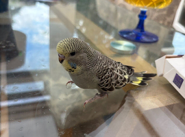 Beautiful tame yellow faced grey budgie hen