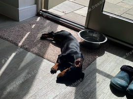Lottie &ndash; 7-Month-Old Dachshund Looking for Her Forever Home ️