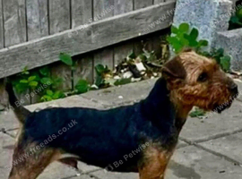 Lakeland terrier puppies