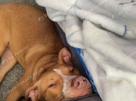 Dog for rehoming
