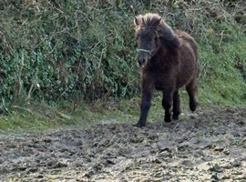 Standard Shetland Gelding Yearling