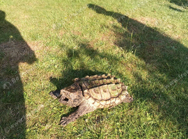 Alligator snapping turtle for sale