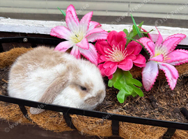 Beautiful mini lop babies