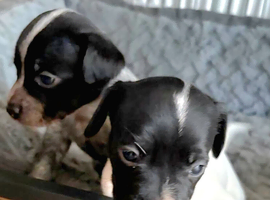 3 male Jack russell x pups