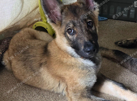 German shepherd puppy