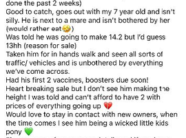 2 yo colt NEEDS TO BE GONE BY THE END OF THE MONTH