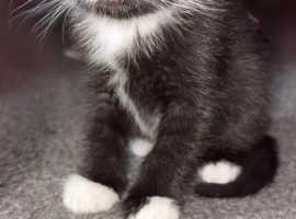 Kittens