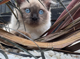 Ragdoll kitten