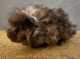 Lunkarya Boar ~ 6 weeks old
