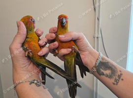 Hand reared sun conures very tame ready now