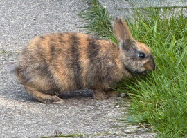 1 Gorgeous Baby Bunny Looking for Loving Home
