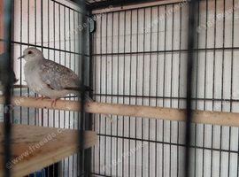 Diamond doves for sale